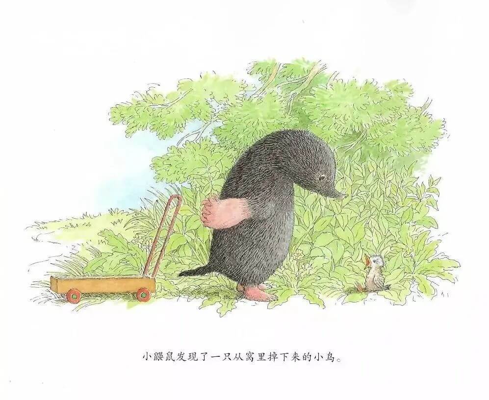 繪本故事 | 鼴鼠與小鳥