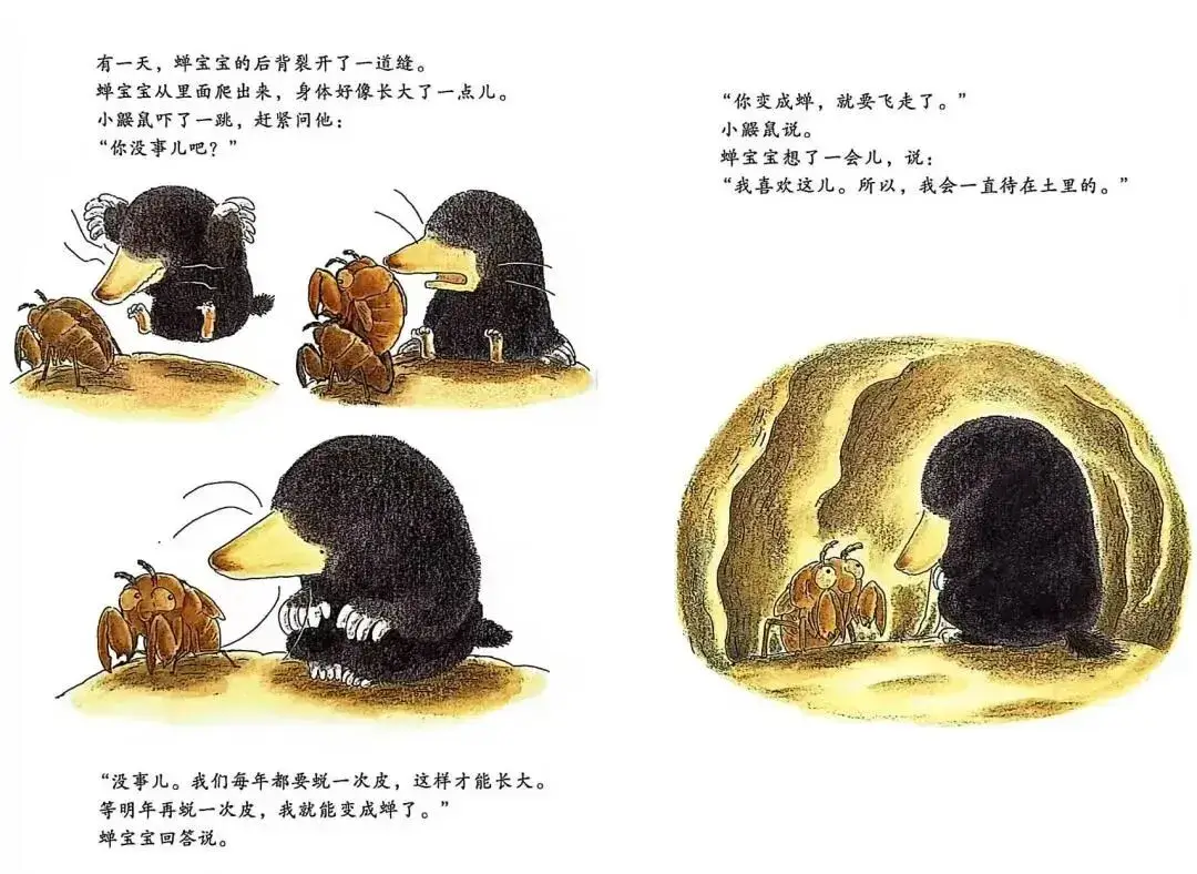 繪本故事 | 小鼴鼠和蟬寶寶